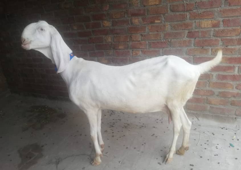 Rajanpuri Bakri / Rajanpuri Goat /بکری / Goat for sale / white bakri 2