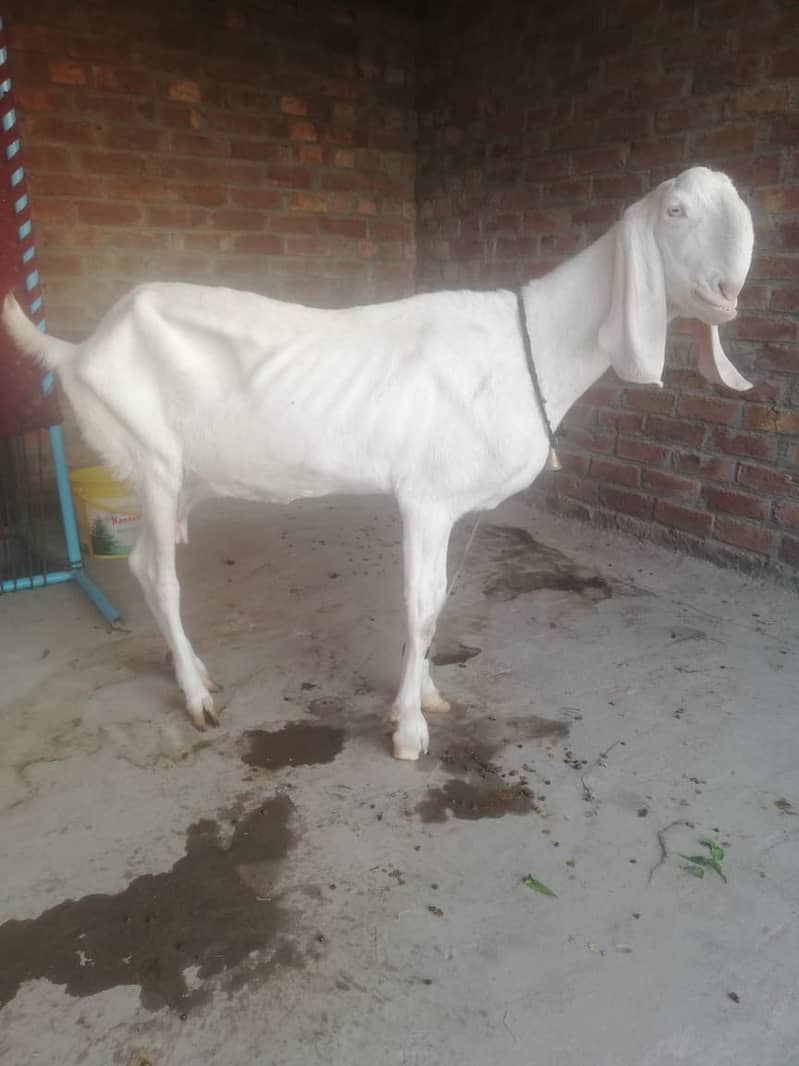 Rajanpuri Bakri / Rajanpuri Goat /بکری / Goat for sale / white bakri 3