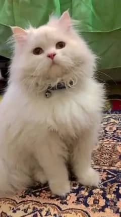 Persian Cat for sale 0