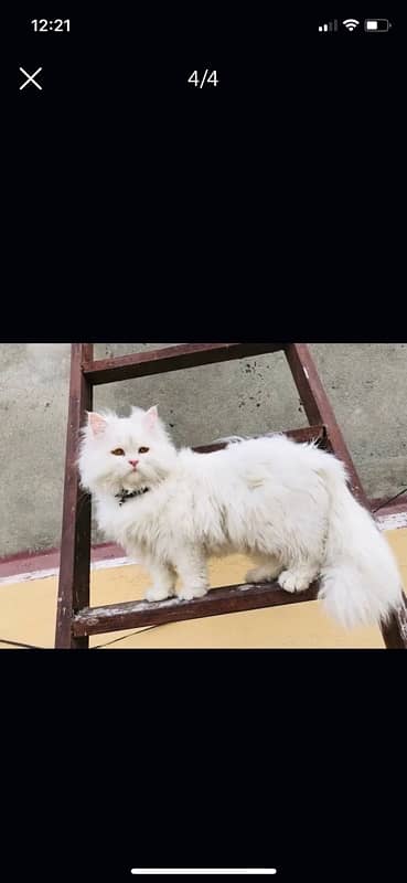 Persian Cat for sale 1