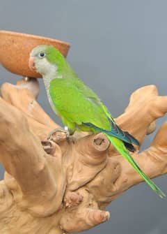 monk parrot