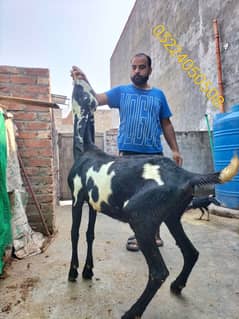 Goat / Bakra / Healthy Goats / Desi /  / Bkary / White Goats for sale