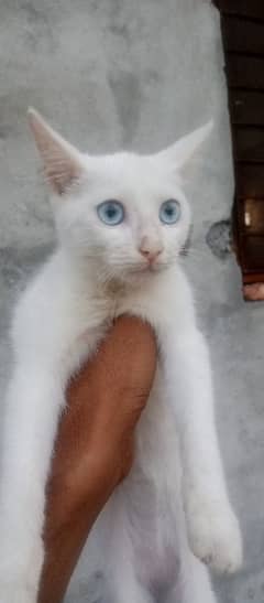 cute cat