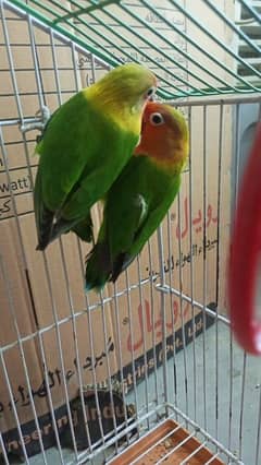 Love bird