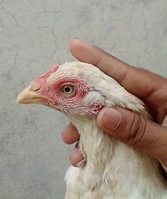 paper white hen  for sale 03038199424 what's app