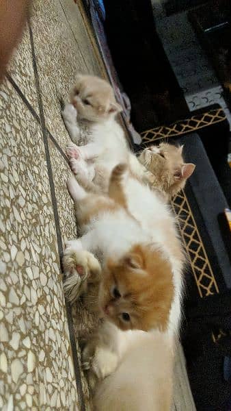 Cute Percian Kittens 1