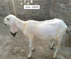 kajla / Kajli / bakra | sheep | Breader | بکر| بکری  | Sheep for sale. 0