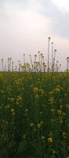 agricultural