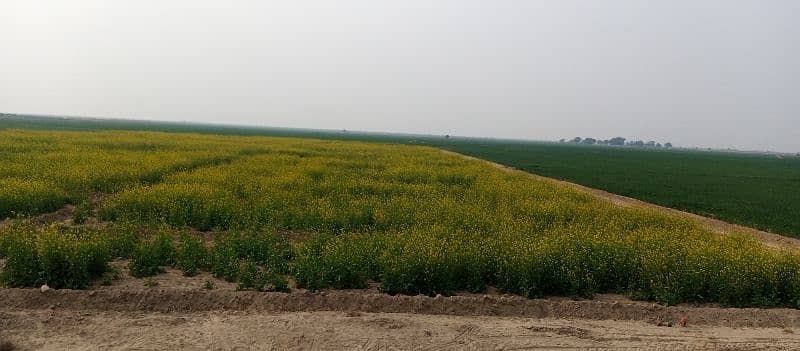 agricultural land available at lease in Khair purr tamaywali at lease 1