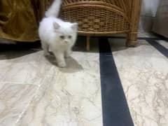 Persian kitten age double coat 0