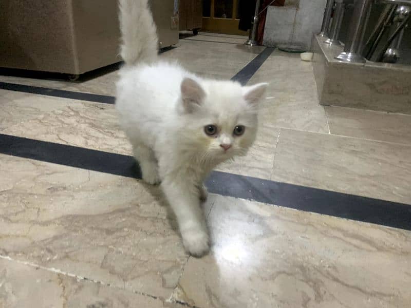 Persian kitten age double coat 2