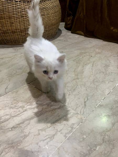 Persian kitten age double coat 3