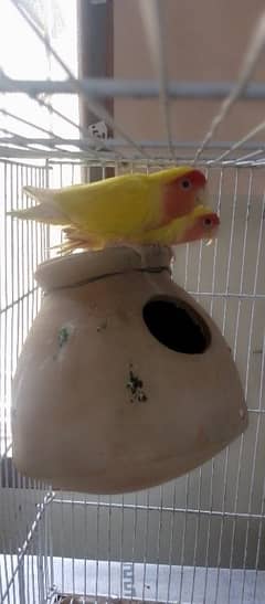 Love birds breader pair 0