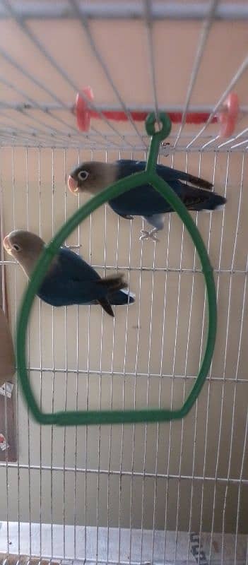 Love birds breader pair 1