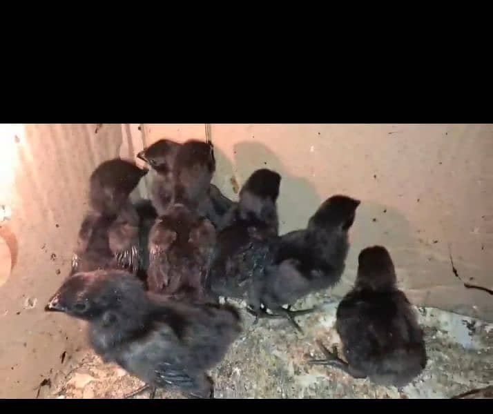 ayam cemani chicks  & bredars for sale . 03016452751 6