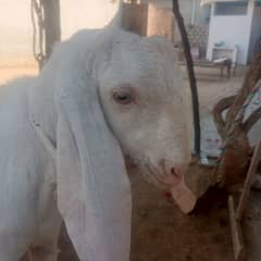 bakra white colour