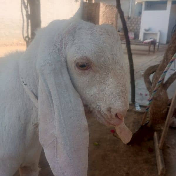 bakra white colour 0