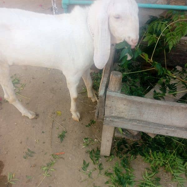 bakra white colour 2