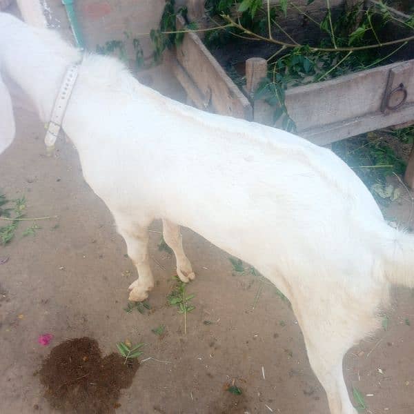 bakra white colour 3