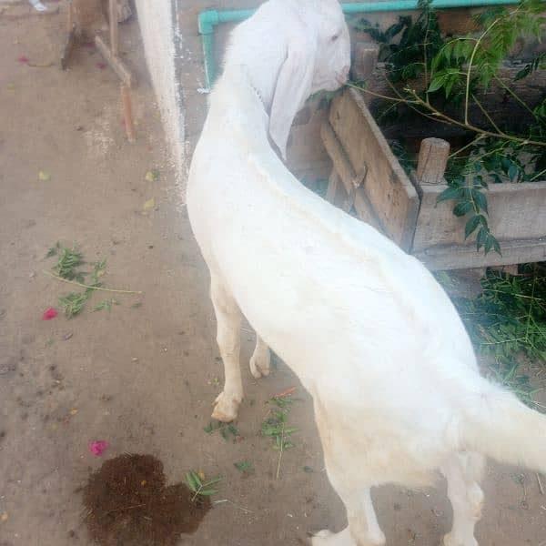 bakra white colour 4