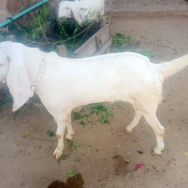 bakra white colour 6