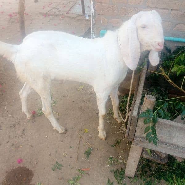 bakra white colour 7