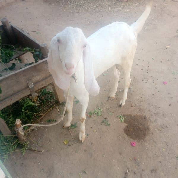 bakra white colour 8