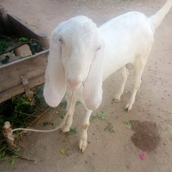 bakra white colour 9