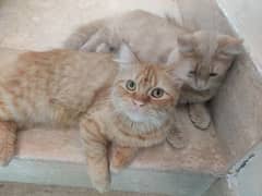 Persian Cat Pair 0