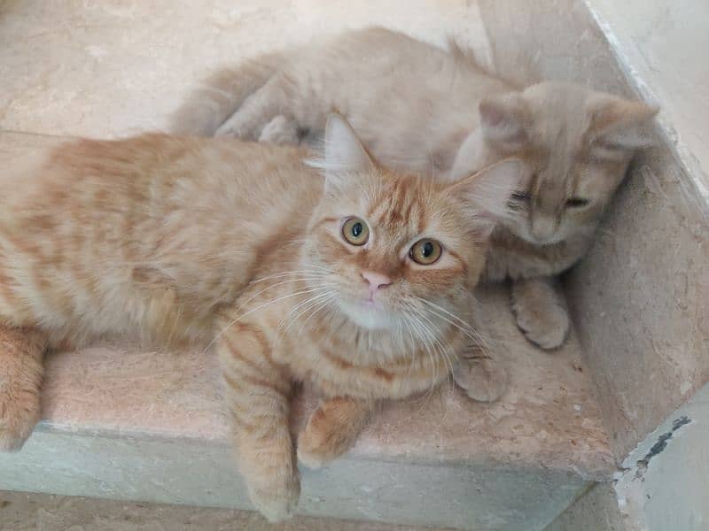 Persian Cat Pair 0