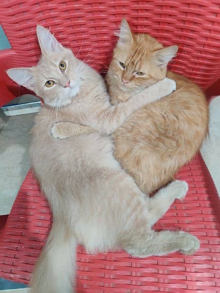 Persian Cat Pair 3