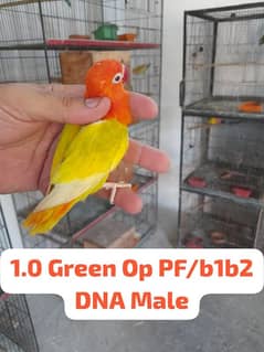 parblue palefellow split opline male 03008926564