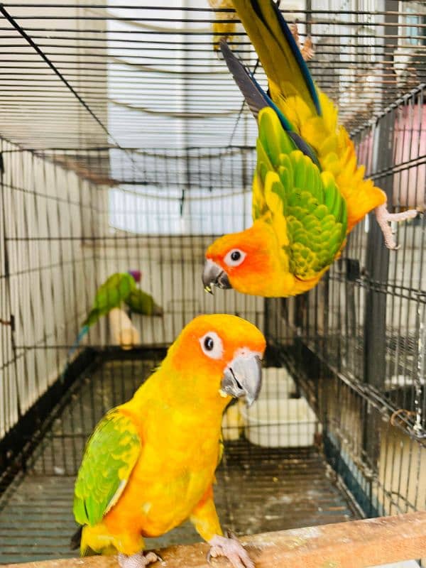 Sun Conure Parrot fully active healthy Red Factor 0