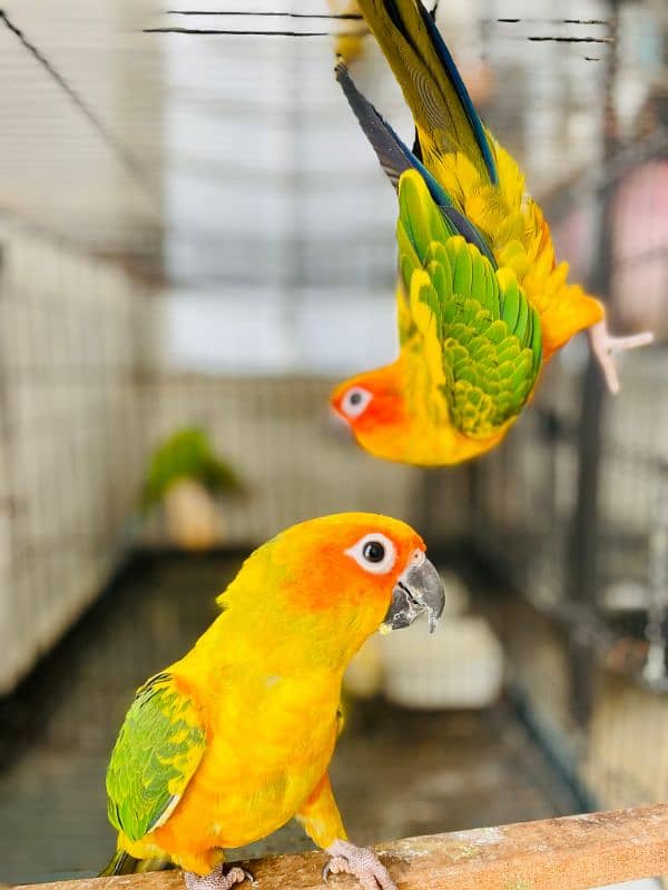 Sun Conure Parrot fully active healthy Red Factor 1