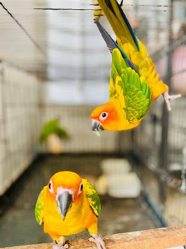 Sun Conure Parrot fully active healthy Red Factor 2