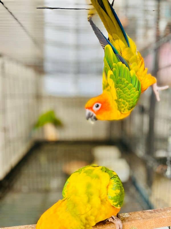 Sun Conure Parrot fully active healthy Red Factor 3