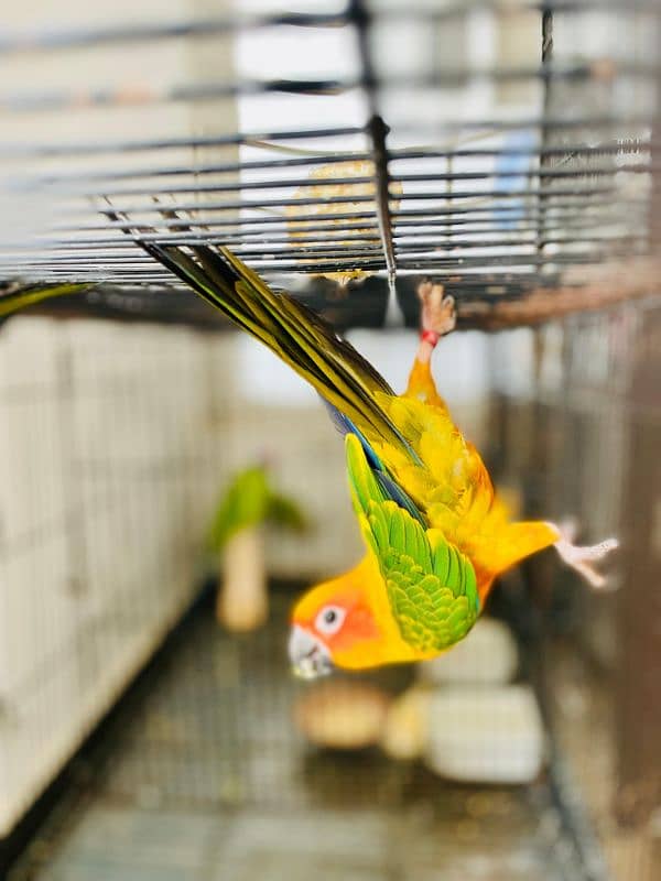 Sun Conure Parrot fully active healthy Red Factor 4