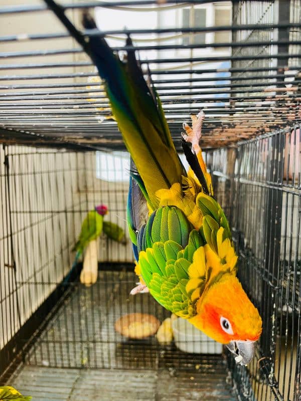 Sun Conure Parrot fully active healthy Red Factor 5