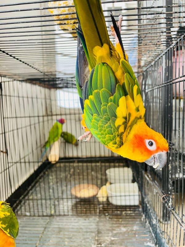 Sun Conure Parrot fully active healthy Red Factor 6