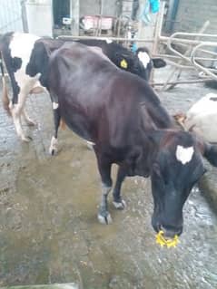 Australian Cow for urgent sales 0