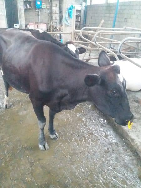 Australian Cow for urgent sales 1