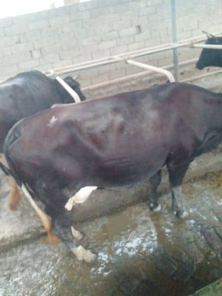 Australian Cow for urgent sales 2