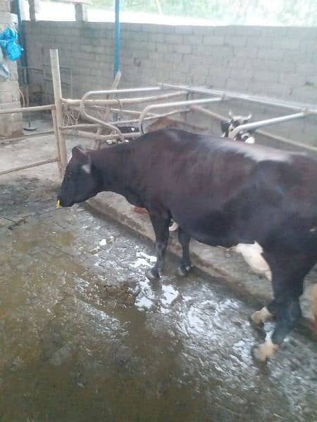 Australian Cow for urgent sales 3