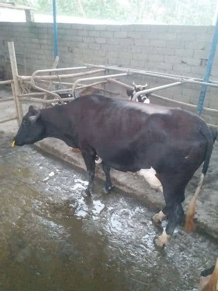 Australian Cow for urgent sales 4