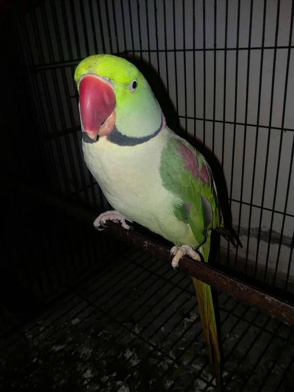 Raw Male Parrot Taking Contact Only WhatsApp 03456103456 1