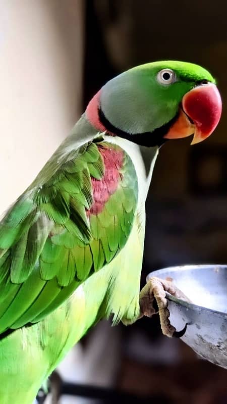 Raw Male Parrot Taking Contact Only WhatsApp 03456103456 2