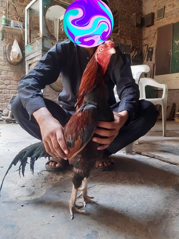 Miawali aseel murg 2