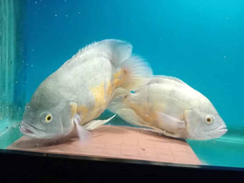 albino oscar pir 11 inch 0