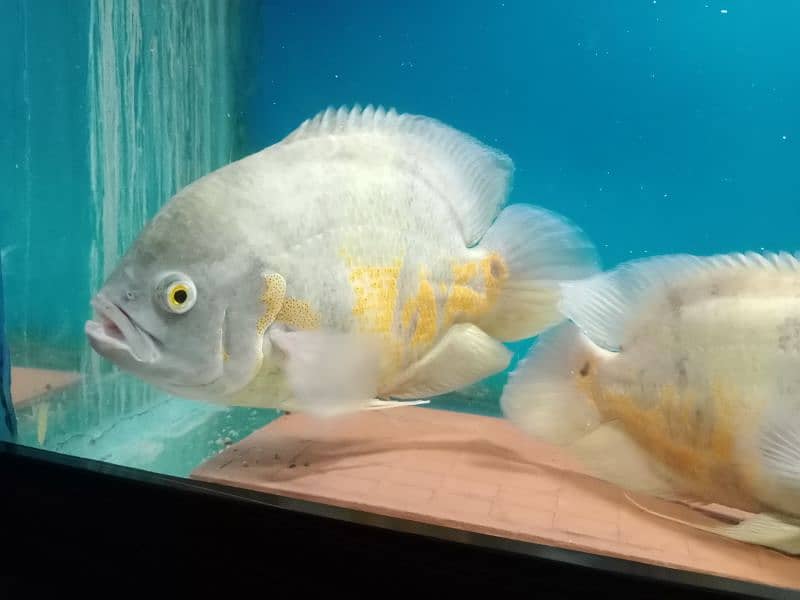 albino oscar pir 11 inch 1