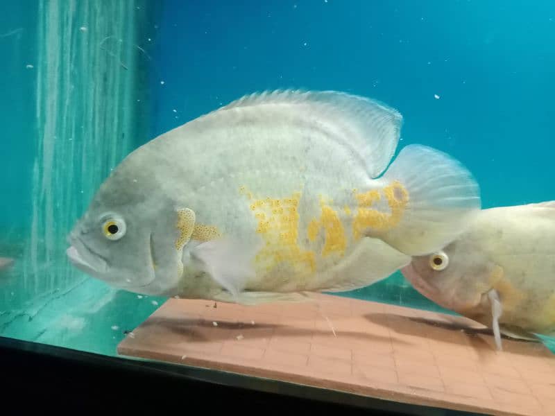 albino oscar pir 11 inch 3